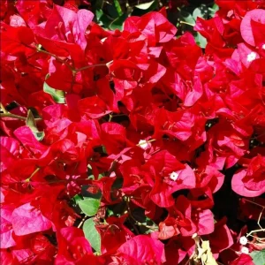 Red Bougainvillea Live Starter Plant – Outdoor Flowering Vine – 4 Inch Pot - Image 7