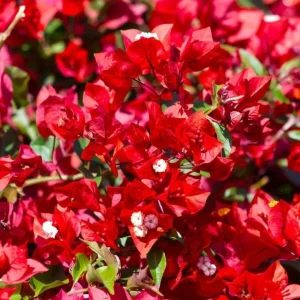 Red Bougainvillea Live Starter Plant – Outdoor Flowering Vine – 4 Inch Pot - Image 1