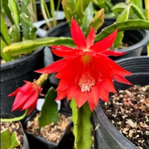 Red Epiphyllum Orchid Cactus Live Plant – Set of 2 Starter Plants – 4 Inch Pot – 6-8 Inches Tall – Indoor/Outdoor - Image 10