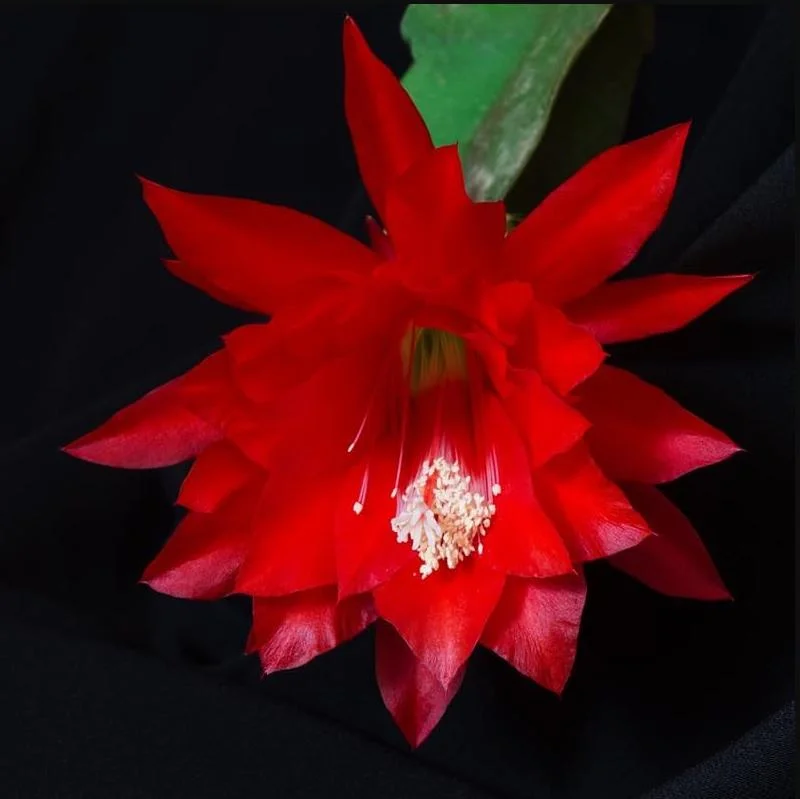 Red Epiphyllum Orchid Cactus Live Plant – Set of 2 Starter Plants – 4 Inch Pot – 6-8 Inches Tall – Indoor/Outdoor - Image 2