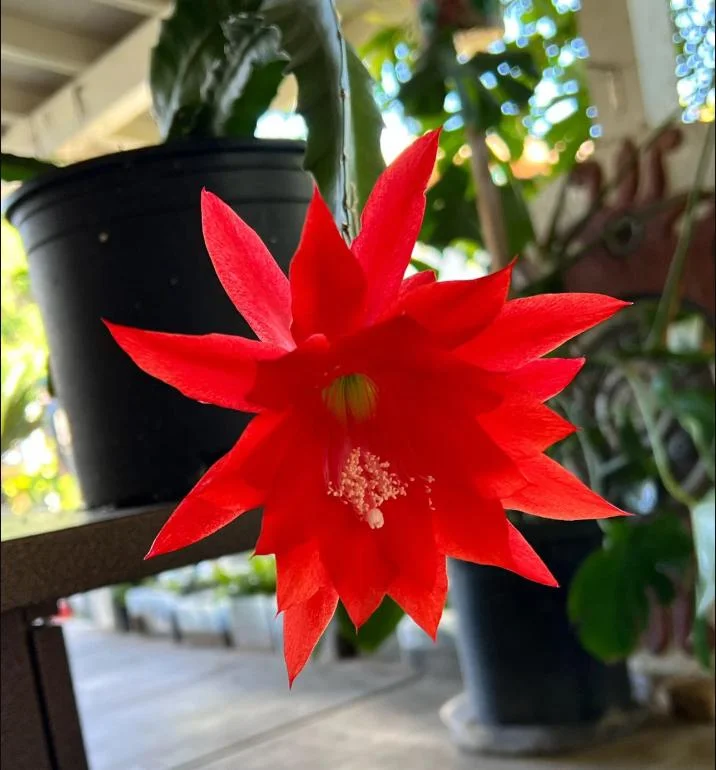Red Epiphyllum Orchid Cactus Live Plant – Set of 2 Starter Plants – 4 Inch Pot – 6-8 Inches Tall – Indoor/Outdoor - Image 3