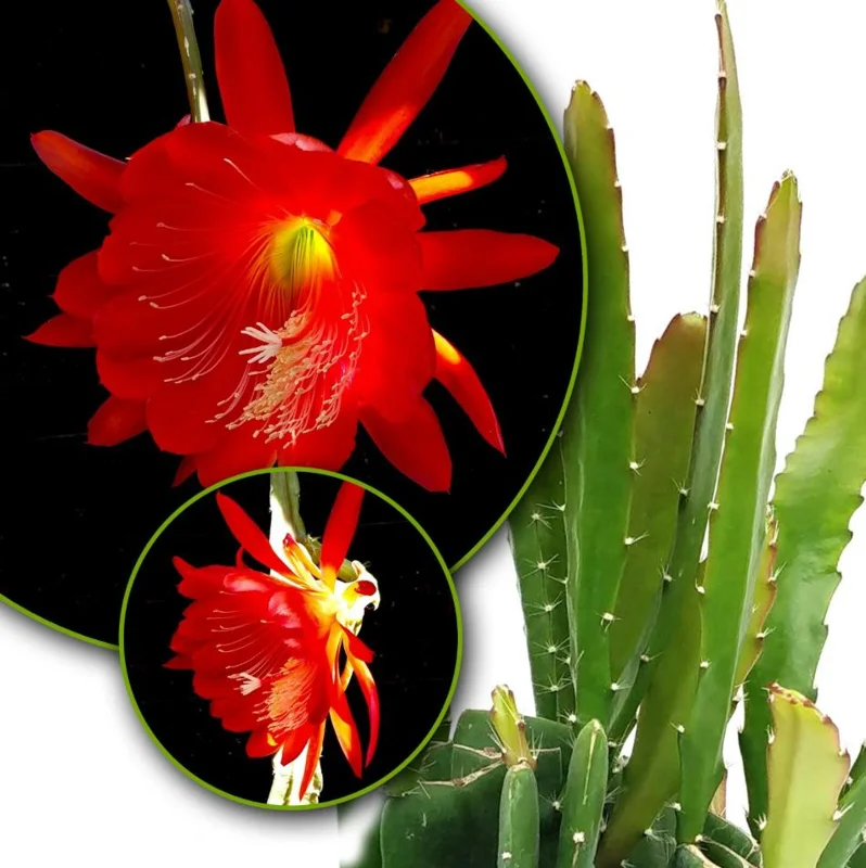 Red Epiphyllum Orchid Cactus Live Plant – Set of 2 Starter Plants – 4 Inch Pot – 6-8 Inches Tall – Indoor/Outdoor - Image 1