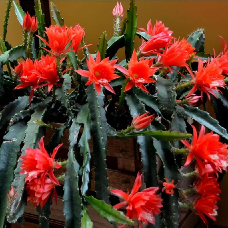 Red Epiphyllum Orchid Cactus Live Plant – Set of 2 Starter Plants – 4 Inch Pot – 6-8 Inches Tall – Indoor/Outdoor - Image 5