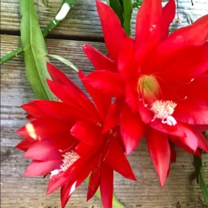 Red Epiphyllum Orchid Cactus Live Plant – Set of 2 Starter Plants – 4 Inch Pot – 6-8 Inches Tall – Indoor/Outdoor - Image 6