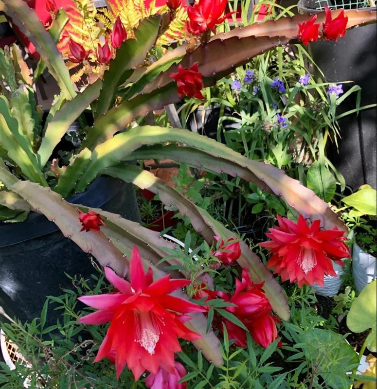 Red Epiphyllum Orchid Cactus Live Plant – Set of 2 Starter Plants – 4 Inch Pot – 6-8 Inches Tall – Indoor/Outdoor - Image 7