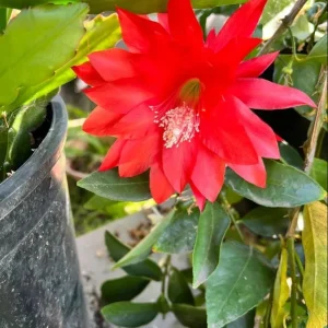 Red Epiphyllum Orchid Cactus Live Plant – Set of 2 Starter Plants – 4 Inch Pot – 6-8 Inches Tall – Indoor/Outdoor - Image 8