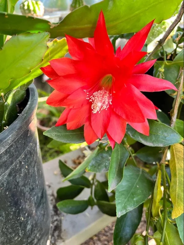 Red Epiphyllum Orchid Cactus Live Plant – Set of 2 Starter Plants – 4 Inch Pot – 6-8 Inches Tall – Indoor/Outdoor - Image 8