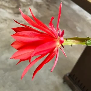 Red Epiphyllum Orchid Cactus Live Plant – Set of 2 Starter Plants – 4 Inch Pot – 6-8 Inches Tall – Indoor/Outdoor - Image 9
