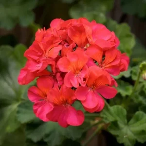Red Geranium Live Starter Plant - 3-5 Inch Tall Red Flower Seedling - Image 10