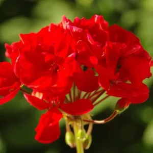 Red Geranium Live Starter Plant - 3-5 Inch Tall Red Flower Seedling - Image 3