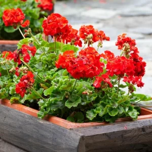 Red Geranium Live Starter Plant - 3-5 Inch Tall Red Flower Seedling - Image 4
