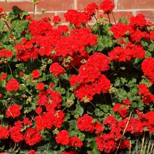 Red Geranium Live Starter Plant - 3-5 Inch Tall Red Flower Seedling - Image 5