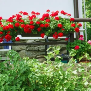 Red Geranium Live Starter Plant - 3-5 Inch Tall Red Flower Seedling - Image 6