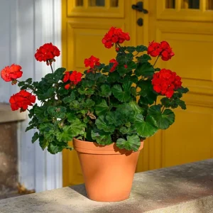 Red Geranium Live Starter Plant - 3-5 Inch Tall Red Flower Seedling - Image 8