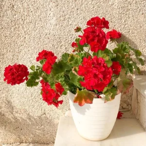 Red Geranium Live Starter Plant - 3-5 Inch Tall Red Flower Seedling - Image 1