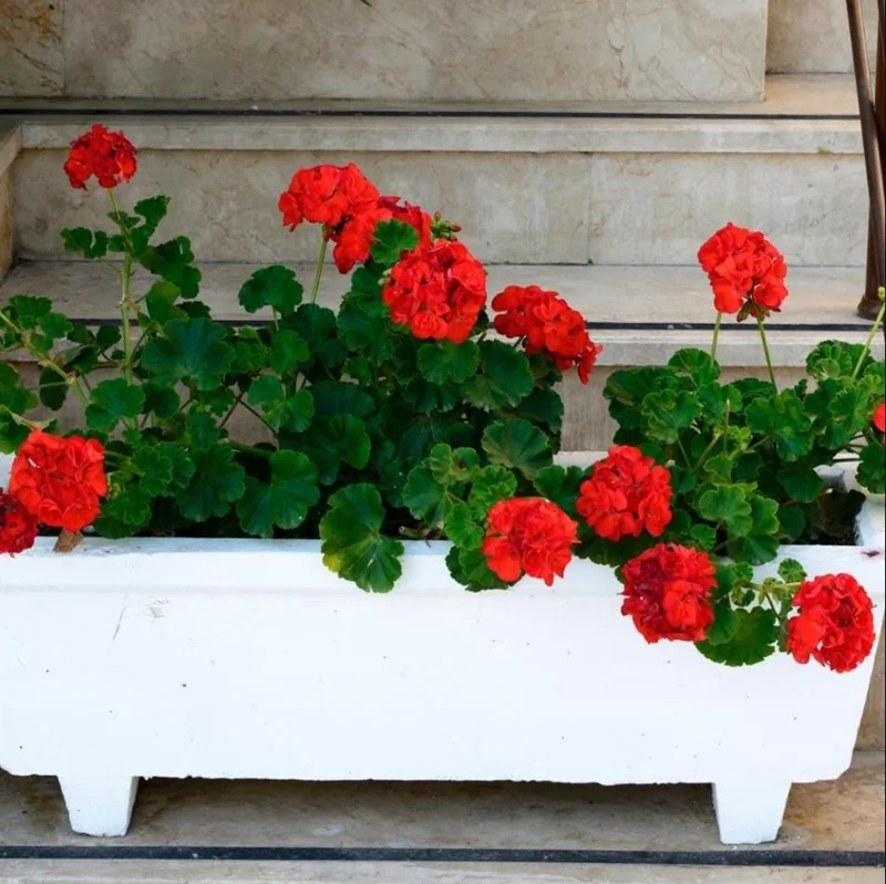 Red Geranium Live Starter Plants - Pack of 2, 2-3 Inch Tall Seedlings - Image 10