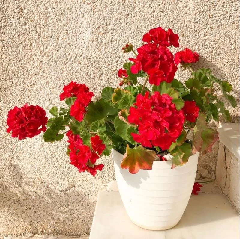 Red Geranium Live Starter Plants - Pack of 2, 2-3 Inch Tall Seedlings - Image 2