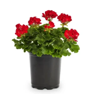 Red Geranium Live Starter Plants - Pack of 2, 2-3 Inch Tall Seedlings - Image 5