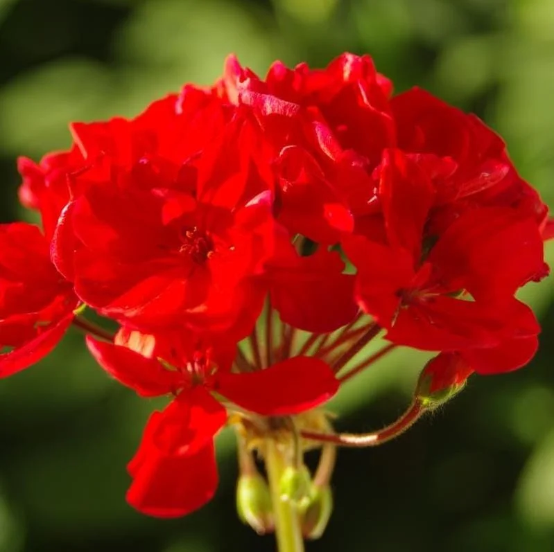 Red Geranium Live Starter Plants - Pack of 2, 2-3 Inch Tall Seedlings - Image 6