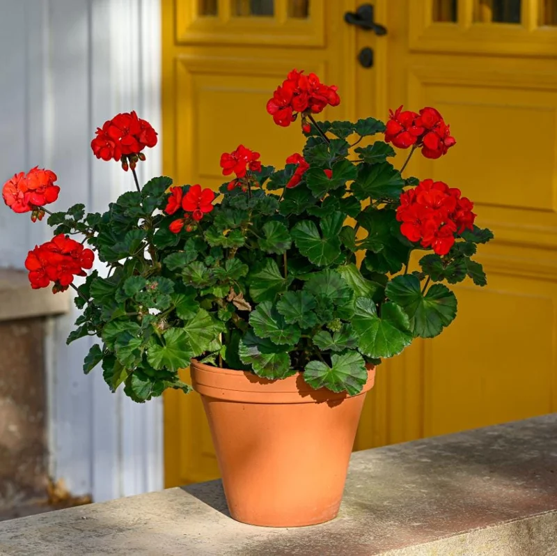 Red Geranium Live Starter Plants - Pack of 2, 2-3 Inch Tall Seedlings - Image 7