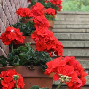 Red Geranium Live Starter Plants - Pack of 2, 2-3 Inch Tall Seedlings - Image 8