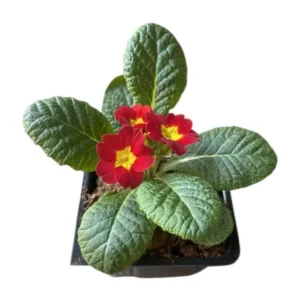 Red Primrose Live Starter Plant – Primula Vulgaris – Set of 2 – 4 Inch Pot – Outdoor Flower - Image 10