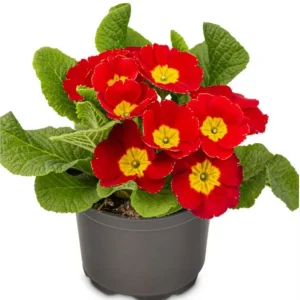 Red Primrose Live Starter Plant – Primula Vulgaris – Set of 2 – 4 Inch Pot – Outdoor Flower - Image 2