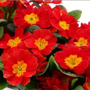 Red Primrose Live Starter Plant – Primula Vulgaris – Set of 2 – 4 Inch Pot – Outdoor Flower - Image 3