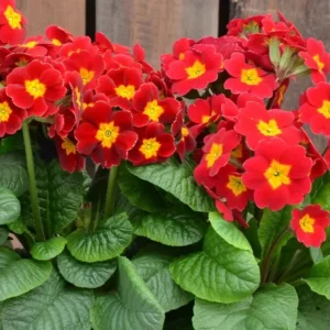 Red Primrose Live Starter Plant – Primula Vulgaris – Set of 2 – 4 Inch Pot – Outdoor Flower - Image 4