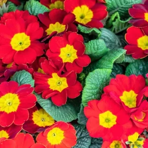 Red Primrose Live Starter Plant – Primula Vulgaris – Set of 2 – 4 Inch Pot – Outdoor Flower - Image 5