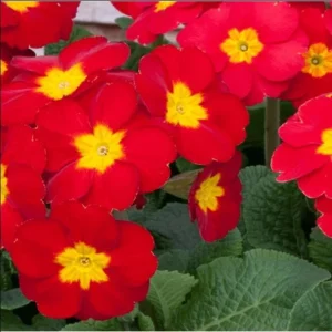 Red Primrose Live Starter Plant – Primula Vulgaris – Set of 2 – 4 Inch Pot – Outdoor Flower - Image 6