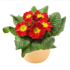 Red Primrose Live Starter Plant – Primula Vulgaris – Set of 2 – 4 Inch Pot – Outdoor Flower - Image 7