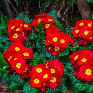 Red Primrose Live Starter Plant – Primula Vulgaris – Set of 2 – 4 Inch Pot – Outdoor Flower - Image 8