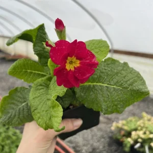 Red Primrose Live Starter Plant – Primula Vulgaris – Set of 2 – 4 Inch Pot – Outdoor Flower - Image 9