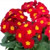 Red Primrose Live Starter Plant – Primula Vulgaris – Set of 2 – 4 Inch Pot – Outdoor Flower - Image 1