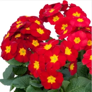 Red Primrose Live Starter Plant – Primula Vulgaris – Set of 2 – 4 Inch Pot – Outdoor Flower - Image 1