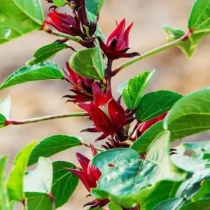 Roselle Hibiscus Live Plant, Jamaican Sorrel, Red, 8-12 Inch Tall, 2 Plants in Pot - Image 3