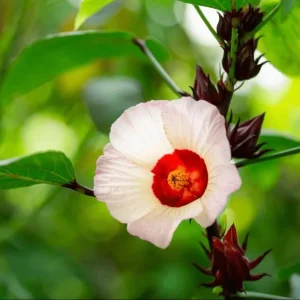 Roselle Hibiscus Live Plant, Jamaican Sorrel, Red, 8-12 Inch Tall, 2 Plants in Pot - Image 4