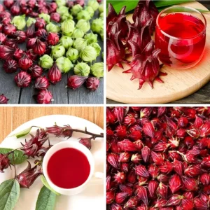 Roselle Hibiscus Live Plant, Jamaican Sorrel, Red, 8-12 Inch Tall, 2 Plants in Pot - Image 6