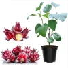 Roselle Hibiscus Live Plant, Jamaican Sorrel, Red, 8-12 Inch Tall, 2 Plants in Pot - Image 1