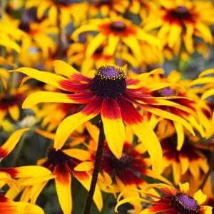 Rudbeckia Hirta Autumn Colors Live Plant Plug - 1-3 Inch Tall Yellow Red Blooms - Image 2