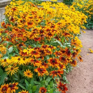 Rudbeckia Hirta Autumn Colors Live Plant Plug - 1-3 Inch Tall Yellow Red Blooms - Image 4