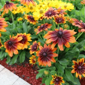 Rudbeckia Hirta Autumn Colors Live Plant Plug - 1-3 Inch Tall Yellow Red Blooms - Image 5