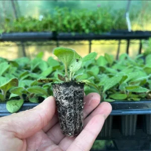 Rudbeckia Hirta Autumn Colors Live Plant Plug - 1-3 Inch Tall Yellow Red Blooms - Image 7