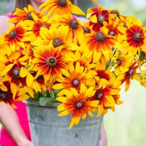 Rudbeckia Hirta Autumn Colors Live Plant Plug - 1-3 Inch Tall Yellow Red Blooms - Image 1