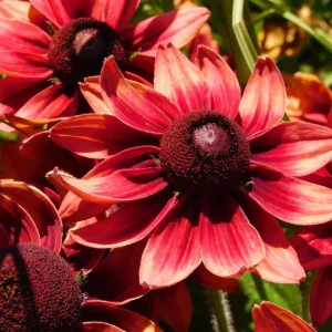 Rudbeckia Hirta Cherry Brandy Live Plant Plug - Black-Eyed Susan - 1-3 Inch Tall Starter - Image 2