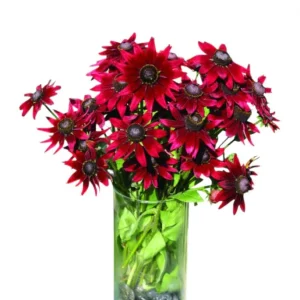 Rudbeckia Hirta Cherry Brandy Live Plant Plug - Black-Eyed Susan - 1-3 Inch Tall Starter - Image 1