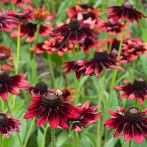 Rudbeckia Hirta Cherry Brandy Live Plant Plug - Black-Eyed Susan - 1-3 Inch Tall Starter - Image 5