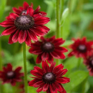 Rudbeckia Hirta Cherry Brandy Live Plant Plug - Black-Eyed Susan - 1-3 Inch Tall Starter - Image 6