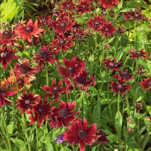 Rudbeckia Hirta Cherry Brandy Live Plant Plug - Black-Eyed Susan - 1-3 Inch Tall Starter - Image 7